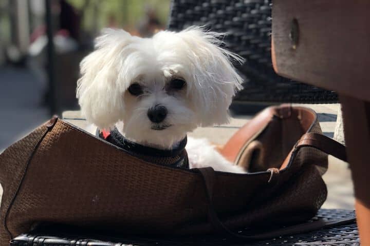 Pet Friendly 54 of 72